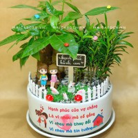 CHẬU CÂY KIM NGÂN MIX TÙNG VẠN  NIÊN - KN435