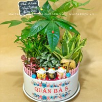 CHẬU CÂY KIM NGÂN IN TÊN RIÊNG MIX TÙNG VẠN NIÊN, LƯỠI HỎ, CẨM NHUNG- KN690