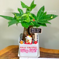 CHẬU CÂY KIM NGÂN - KN265