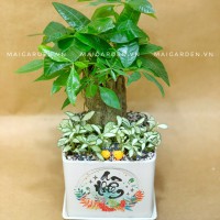 CHẬU CÂY KIM NGÂN MIX CẨM NHUNG - KN315