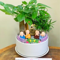 CHẬU CÂY KIM NGÂN MIX TÙNG VẠN NIÊN - KN500