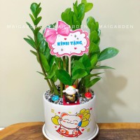 CHẬU CÂY KIM TIỀN - KT290