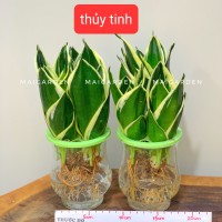 LƯỠI HỔ THỦY SINH CHẬU THỦY TINH- LHTS120