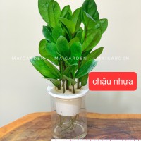 KIM TIỀN THỦY SINH ( CHẬU NHỰA) - KTTS115