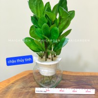 KIM TIỀN THỦY SINH ( CHẬU THỦY TINH) - KTTS180