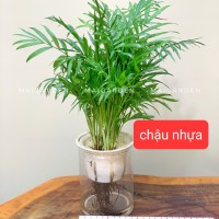 CAU TIỂU TRÂM THỦY SINH ( CHẬU NHỰA) - CTTN115