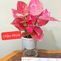 HỒNG PHÁT LỘC THỦY SINH ( CHẬU NHỰA) - HPL160