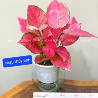 HỒNG PHÁT LỘC THỦY SINH ( CHẬU THỦY TINH) - HPL225