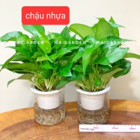 CHẬU TRẦU BÀ CHẬU NHỰA - TBTS95