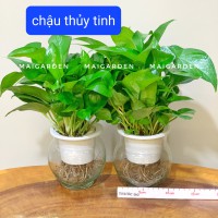 CHẬU TRẦU BÀ CHẬU THỦY TINH - TBTS155