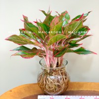 CHẬU CÂY PHÚ QUÝ THỦY SINH -  PQTS155
