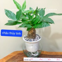 KIM NGÂN THỦY SINH CHẬU THỦY TINH - KNTS165