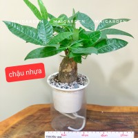 CHẬU CÂY KIM NGÂN THỦY SINH CHẬU NHỰA - KNTS125