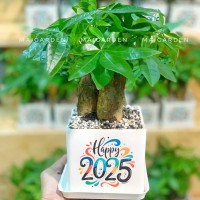CHẬU CÂY KIM NGÂN -  KN225