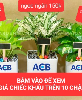 TỔNG HỢP GIÁ CHO SỐ LƯỢNG TRÊN 10 CHẬU