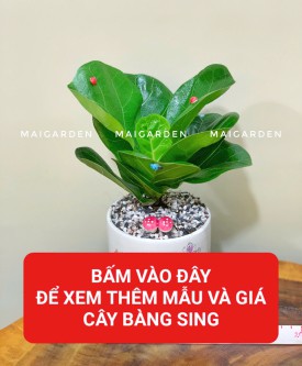 BÀNG SINGAPORE ( HỢP MỘC - HỎA)