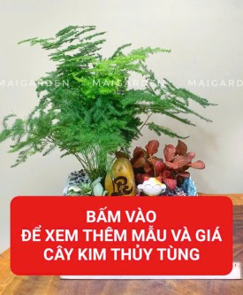 KIM THỦY TÙNG (HỢP MỆNH KIM - THỦY)