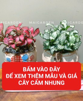 CẨM NHUNG, MAY MẮN 