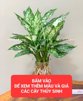 CÁC LOẠI CÂY THỦY SINH ( TRỒNG NƯỚC)