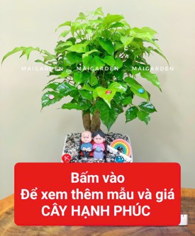 HẠNH PHÚC (HỢP THỦY - KIM)