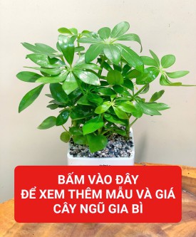 NGŨ GIA BÌ ( HỢP MỘC - HỎA )
