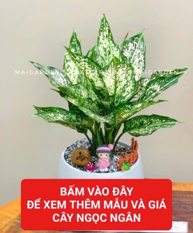 NGỌC NGÂN (HỢP KIM - THỦY)