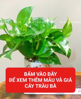 TRẦU BÀ (HỢP MỘC - HỎA)