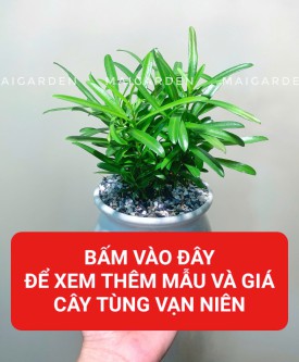 TÙNG VẠN NIÊN (HỢP KIM - THỦY)