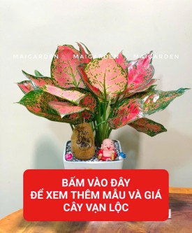 VẠN LỘC (HỢP HỎA - THỔ)