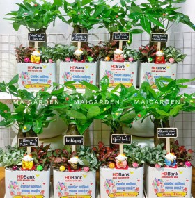 CHẬU CÂY KIM NGÂN MIX CẨM NHUNG CKN363
