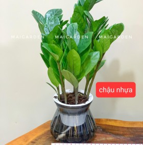 KIM TIỀN THỦY SINH CHẬU NHỰA - KTTS135