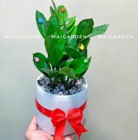 CHẬU CÂY KIM TIỀN - Kt183