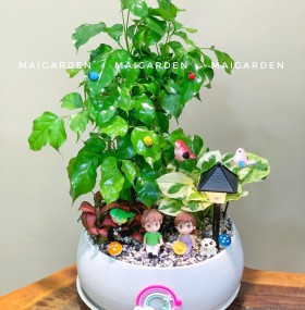 CHẬU CÂY HẠNH PHÚC MIX TRẦU BÀ CẨM NHUNG