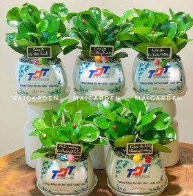 CHẬU CÂY TRƯỜNG SINH IN LOGO CÔNG TY - CTS211