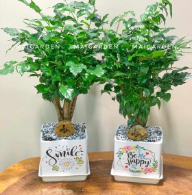 CHẬU CÂY HẠNH PHÚC - CHPP270
