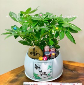 CHẬU CÂY NGŨ GIA BÌ - NGB253