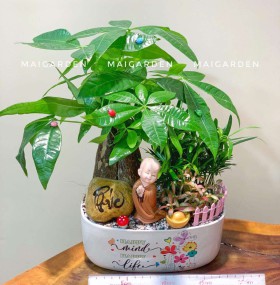 CHẬU CÂY KIM NGÂN MIX TÙNG VẠN NIÊN CẨM NHUNG - KN417