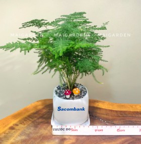 CHẬU CÂY KIM THỦY TÙNG - GIÁ CHO SỐ LƯỢNG TỪ TRÊN 10 CHẬU