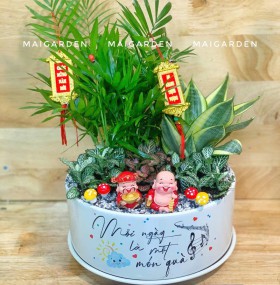 CHẬU CÂY CAO TIỂU TRÂM MIX LƯỠI HỔ CẨM NHUNG - CTTM520