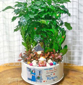 CHẬU CÂY HẠNH PHÚC MIX PHÁT TÀI, KIM TIỀN