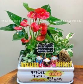 CHẬU CÂY HỒNG MÔN MIX TRẦU BÀ,CẨM NHUNG - HM602