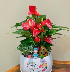 CHẬU CÂY HỒNG MÔN MIX CẨM NHUNG - HM338