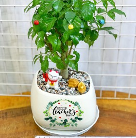 CHẬU CÂY HẠNH PHÚC
