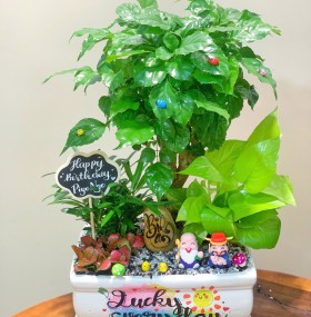 CHẬU CÂY HẠNH PHÚC MIX TRẦU BÀ, TÙNG VẠN NIÊN, CẨM NHUNG - HP569