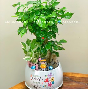 CHẬU CÂY HẠNH PHÚC MIX CẨM NHUNG - HP326