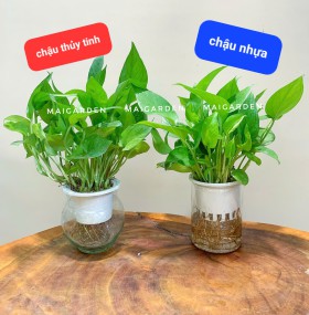CHẬU TRẦU BÀ CHẬU THỦY TINH - TBTS155