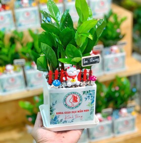 CHẬU CÂY KIM TIỀN - GIÁ CHO SỐ LƯỢNG TỪ TRÊN 10 CHẬU