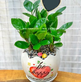 CHẬU CÂY KIM TIỀN A1 B1 