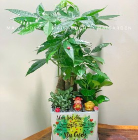 CHẬU CÂY KIM NGÂN MIX TRƯỜNG SINH CẨM NHUNG - KN515