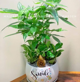 CHẬU CÂY KIM NGÂN MIX TRẦU BÀ, TRƯỜNG SINH - KN525